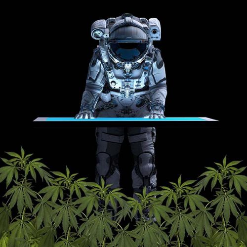 cannabis seo